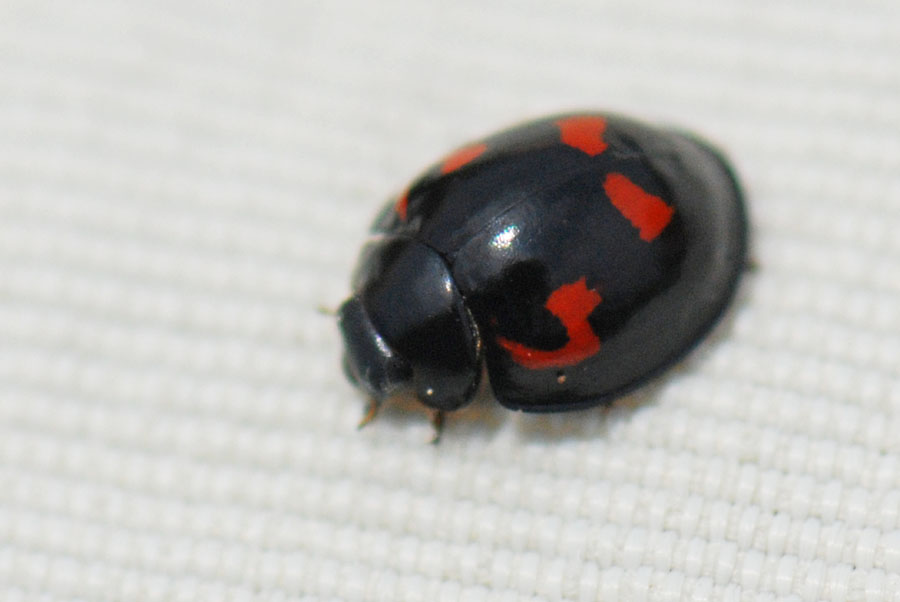 Exochomus quadripustulatus, Coccinellidae